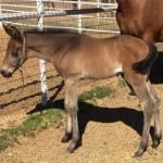 EARRESISTABLY HOT "Roo" - filly out of Ears The Escape (Owner: Janae Walker Bronson)