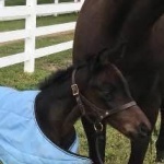 Colt out of Moxies Legacy (Owned by Amy Walls)